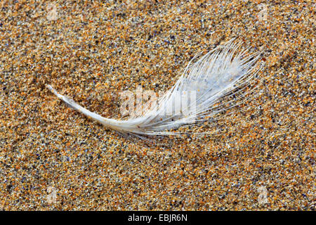 Giù sulla spiaggia sabbiosa, Regno Unito, Scozia Foto Stock