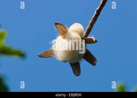 Ebano (Ceiba pentandra), frutti maturi, fibra vegetale, India, Isole Andaman Foto Stock