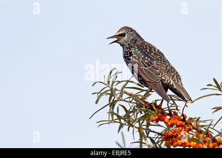 Starling comune (Sturnus vulgaris), seduta in una comune bussola seabuckthorn cantando, Germania, Schleswig-Holstein, Speicherkoog Foto Stock