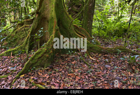 Tronco e le radici di un grande albero, Uganda, Parco nazionale impenetrabile di Bwindi Foto Stock