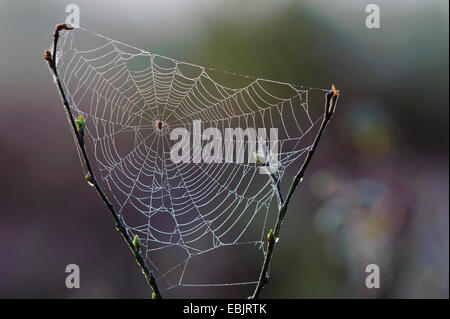 Siderweb con rugiada di mattina, Germania, Bassa Sassonia Foto Stock