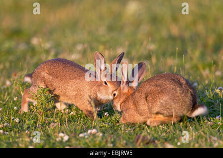 Coniglio europeo (oryctolagus cuniculus), due conigli giovani insieme giocando in un prato, Germania, Schleswig-Holstein Foto Stock