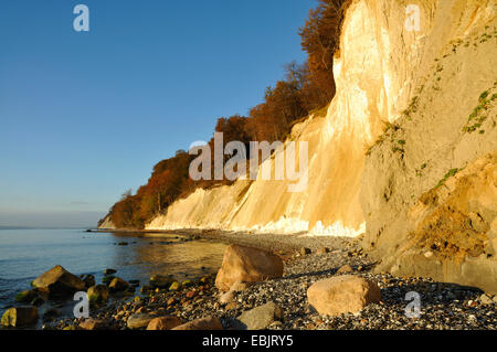 Spiaggia ghiaiosa con chalk cliffs di Ruegen nella luce del mattino, Germania, Meclemburgo-Pomerania, Jasmund National Park Foto Stock