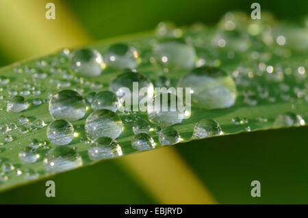 Gocce d'acqua su una foglia di reed, Germania Foto Stock