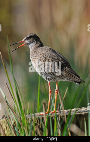 Comune (redshank Tringa totanus), chiamando Foto Stock