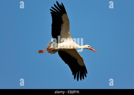 Cicogna bianca (Ciconia ciconia), volare, Germania Foto Stock