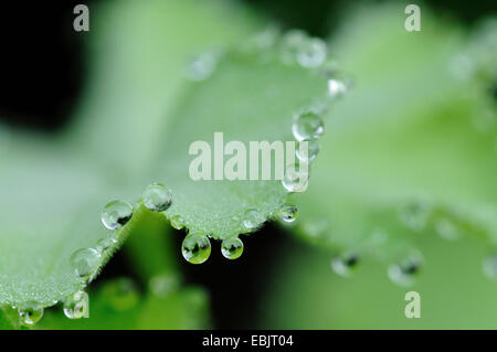 Lady's-mantello (Alchemilla spec.), guttation Foto Stock