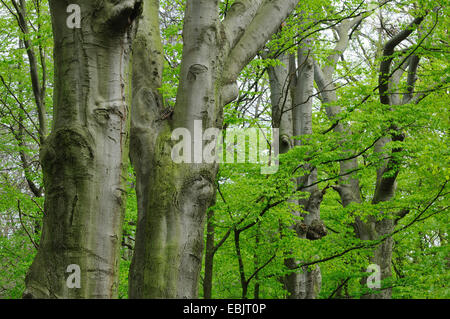 Comune di faggio (Fagus sylvatica), molla foresta con grandi faggi, Germania Foto Stock