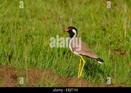 Rosso-wattled plover (Hoplopterus indicus, Vanellus indicus), in un prato, Sri Lanka, Nordwest Sri Lanka, Wilpattu National Park Foto Stock