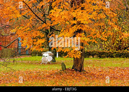 Comune di ippocastano (Aesculus hippocastanum), castagno sul prato in autunno, in Germania, in Bassa Sassonia Foto Stock