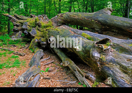 Comune di faggio (Fagus sylvatica), deadfall 800 anni vecchio albero, Germania, Hesse, Urwald Sababurg, Reinhardswald Foto Stock