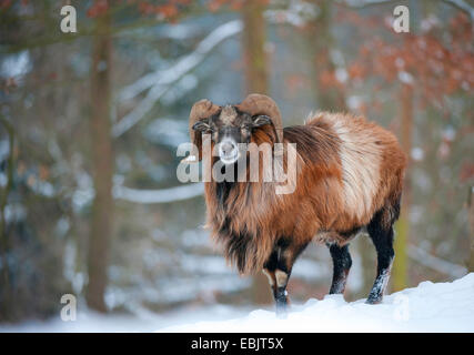 Muflone (Ovis musimon, Ovis gmelini musimon, Ovis orientalis musimon), buck in piedi nella neve, Germania Foto Stock