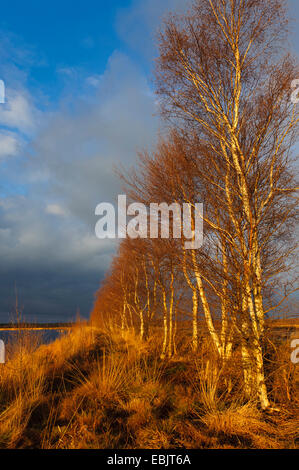 Fila di alberi nella torbiera, Germania, Bassa Sassonia, Goldenstedter Moor, Diepholzer Moorniederung Foto Stock