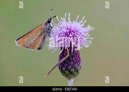 Piccola skipper (Thymelicus sylvestris, Thymelicus flavus), con un bruco su un cardo, Germania, Schleswig-Holstein Foto Stock