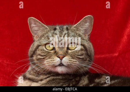 British Shorthair (Felis silvestris f. catus), il ritratto di sette anni in tomcat black classic tabby Foto Stock