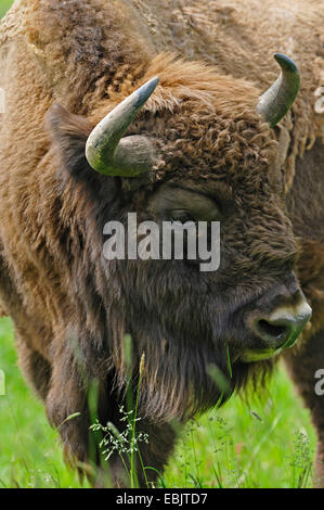 Il bisonte europeo, wisent (Bison bonasus), il ritratto di un toro Foto Stock