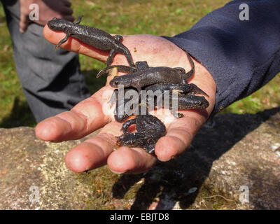 Newt liscia (Triturus vulgaris, Lissotriton vulgaris ), tritoni in una mano, Germania Foto Stock