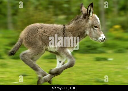 Asino domestico (Equus asinus f. asinus), asino puledro in esecuzione in un prato, in Germania, in Renania settentrionale-Vestfalia Foto Stock