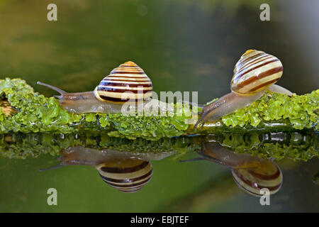 Bianco-labbro gardensnail, bianco-lumaca a labbro, giardino lumaca, minore lumaca nastrati (Cepaea nemoralis), striscianti lungo un ramo giacente in acqua, Germania, Schleswig-Holstein Foto Stock