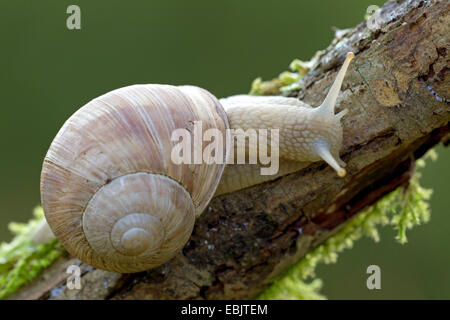 Lumaca romano, escargot, escargot lumaca, commestibili, lumaca lumaca Apple, grapevine lumaca, Vigna lumaca, vine lumaca (Helix pomatia), striscianti lungo un ramo, Germania, Schleswig-Holstein Foto Stock