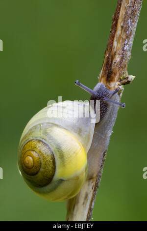 Bianco-labbro gardensnail, bianco-lumaca a labbro, giardino lumaca, minore lumaca nastrati (Cepaea nemoralis), striscianti su un germoglio, Germania, Schleswig-Holstein Foto Stock