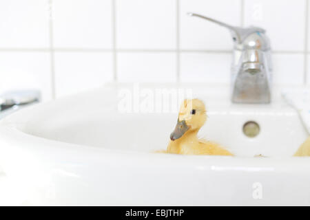 Anatra domestica (Anas platyrhynchos f. domestica), uno giallo pulcino una balneazione in una bacinella Foto Stock