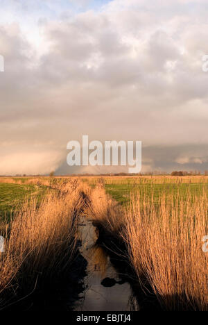 Fosso in dyke foreland, Germania, Bassa Sassonia, Osterholz, Neuenkirchen Foto Stock