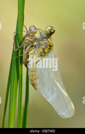 four-spotted libellula, four-spotted chaser, four spot (Libellula quadrimaculata), just hatched, hanging at the exuvia fixed at blades of grass, Goldenstedter Moor, Niedersachse Foto Stock