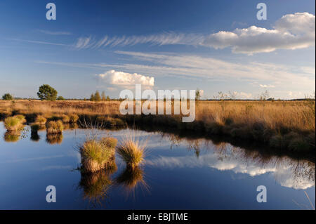 Moor stagno nel paesaggio di Moro, Germania, Bassa Sassonia, Rehdener Geestmoor, Diepholzer Moorniederung Foto Stock