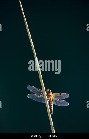 Quattro-spotted libellula, quattro-spotted chaser, quattro spot (Libellula quadrimaculata), femmina seduti ad un germoglio, Germania, Schleswig-Holstein Foto Stock