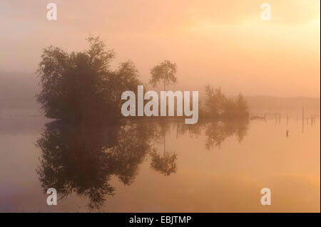 Moor paesaggio nella luce del mattino, Germania, Bassa Sassonia, Diepholzer Moorniederung, Goldenstedter Moor Foto Stock