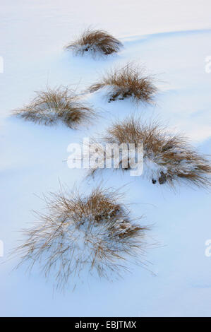 Ciuffi di erba in snow, Germania, Bassa Sassonia, Goldenstedt Foto Stock