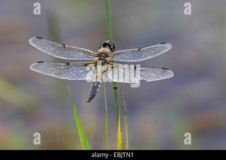 Quattro-spotted libellula, quattro-spotted chaser, quattro spot (Libellula quadrimaculata), seduta a una lama per erba, in Germania, in Baviera, Isental Foto Stock