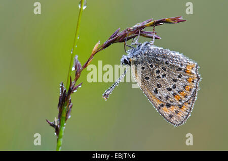 Comune (blu Polyommatus icarus), su un orecchio gras con rugiada di mattina, Germania, Bassa Sassonia Foto Stock