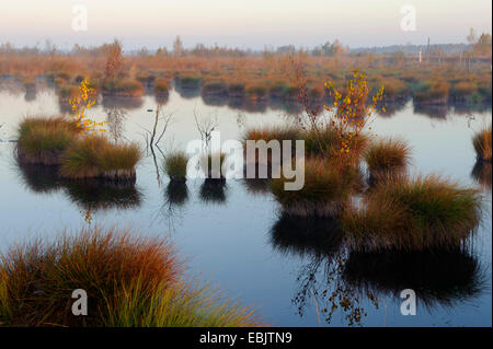 Moor paesaggio nella luce del mattino, Germania, Bassa Sassonia, Diepholzer Moorniederung, Goldenstedter Moor Foto Stock