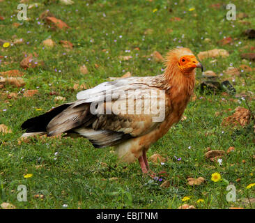 Avvoltoio capovaccaio (Neophron percnopterus), singolo animale al suolo, Yemen e Socotra Foto Stock