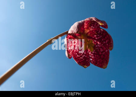 Fritillary comune, snake-testa (fritillaria Fritillaria meleagris), fiore da sotto contro il cielo blu, Germania Foto Stock