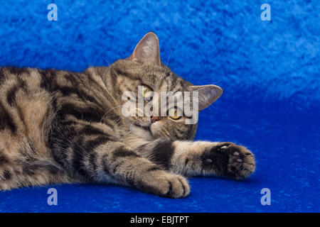 British Shorthair (Felis silvestris f. catus), sette anni di tomcat in black classic tabby Foto Stock