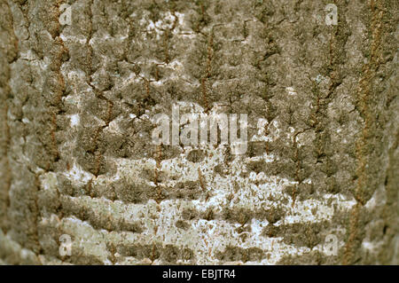 Unione aspen (Populus tremula), corteccia, Germania Foto Stock