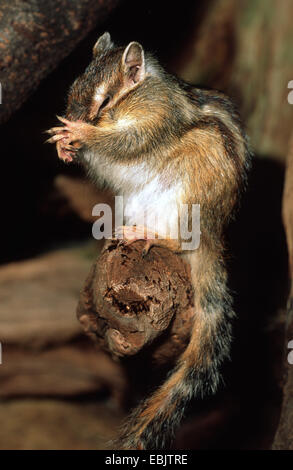 Siberian Scoiattolo striado (Eutamias sibiricus, Tamias sibiricus), seduto su un ramo di toelettatura la faccia Foto Stock