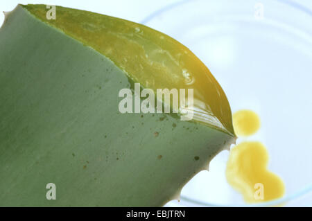 Aloe (Aloe Vera Aloe barbadensis), sap fresca caduta da una foglia di taglio Foto Stock