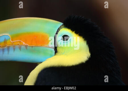 Chiglia fatturati toucan (Ramphastos sulfuratus), ritratto Foto Stock