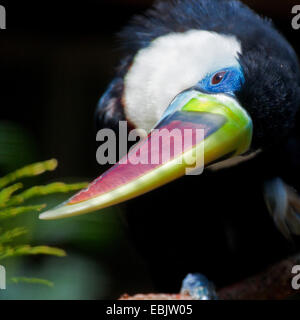 Rosso-fatturati toucan (Ramphastos tucanus), ritratto Foto Stock