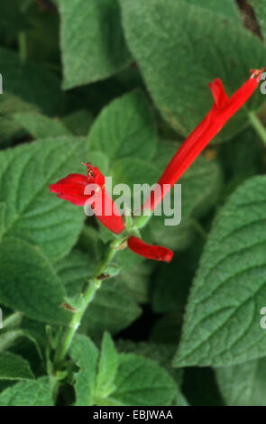 Ananas salvia (Salvia elegans), infiorescenza Foto Stock