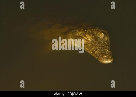 Coccodrillo del Nilo (Crocodylus niloticus), nel fiume di notte, Sud Africa, Limpopo, Krueger National Park Foto Stock