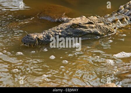 Coccodrillo del Nilo (Crocodylus niloticus), nel fiume, Sud Africa, Kwazulu-Natal, Ndumo Game Reserve Foto Stock