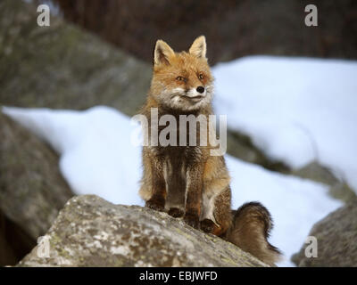 Red Fox (Vulpes vulpes vulpes), seduta su una roccia calvo in un paesaggio ricoperto di neve, l'Italia, il Parco Nazionale del Gran Paradiso Foto Stock
