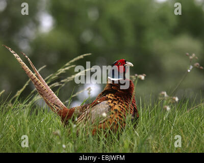 Il fagiano comune, Caucaso, Fagiano Fagiano caucasico (Phasianus colchicus), maschio seduto in erba, Germania Foto Stock