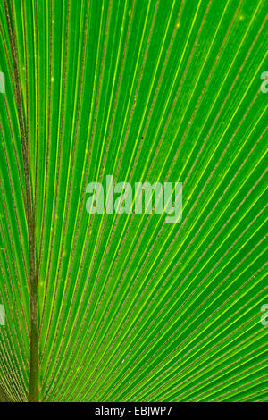 Fan di palma (Pritchardia pacifica), di foglie di palma in controluce, dettaglio Foto Stock