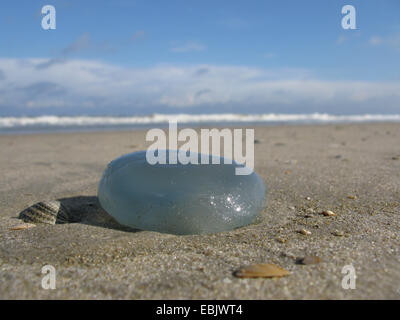 Cavolo cappuccio blu bolla, Rhizostome Medusa (Rhizostoma octopus, Rhizostoma pulmo), lavato fino sulla spiaggia, Germania, Bassa Sassonia, Baltrum Foto Stock